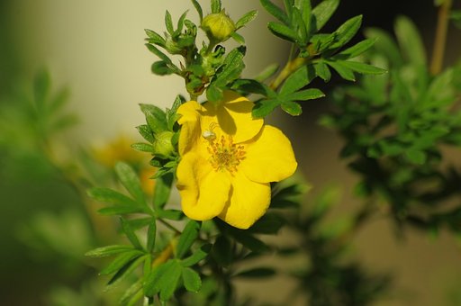 Pięciornik krzewiasty Gold Drop - złote kwiaty Potentilla fruticosa "Gold drop" 2