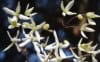 Powojnik prosty Rubifolia Clematis recta Rubifolia 1