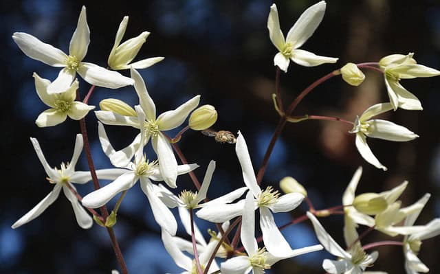 Powojnik prosty Rubifolia