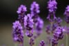Lawenda francuska Bandera Purple Lavandula stoechas Bandera Purple 3