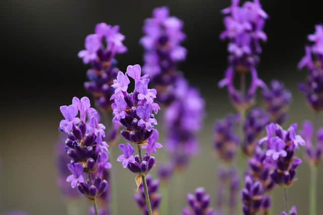 Lawenda francuska Bandera Purple Lavandula stoechas Bandera Purple 3