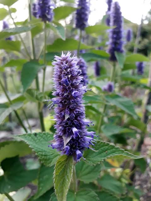Kłosowiec Blue Fortune - długie niebieskie kwiatostany Agastache scrophularifolia 'Blue fortune' 3