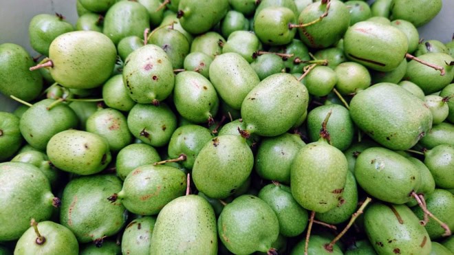 Aktinidia ISSAI -mini kiwi - SAMOPYLNA ODMIANA Sadzonka P9 Actinidia ISSAI P9 2