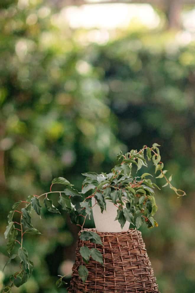Atkinidia ostrolistna Jumbo Mini Kiwi- żeńska odmiana Actinidia arguta Jumbo 2