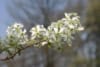 Świdośliwa Lamarcka - P9 Amelanchier Lamarcka P9 5