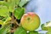 Jabłoń KRONSELSKA - smaczna i stara odmiana! Malus KRONSELSKA 1