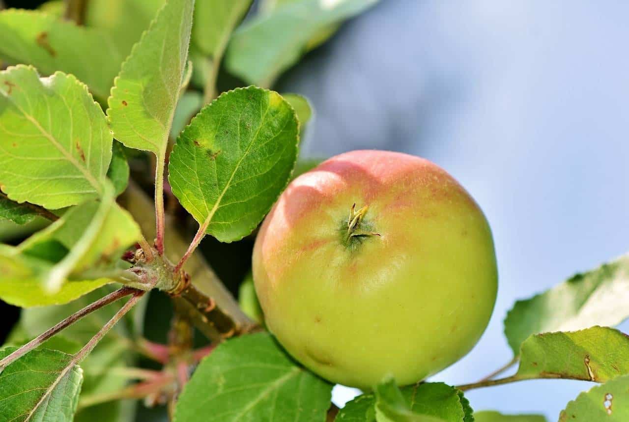 Jabłoń KRONSELSKA - smaczna i stara odmiana! Malus KRONSELSKA 1