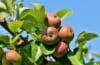 Jabłoń SZARA RENETA - stara odmiana na przetwory! Malus SZARA RENETA 1