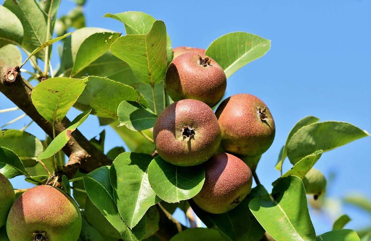 Jabłoń SZARA RENETA - stara odmiana na przetwory! Malus SZARA RENETA 1