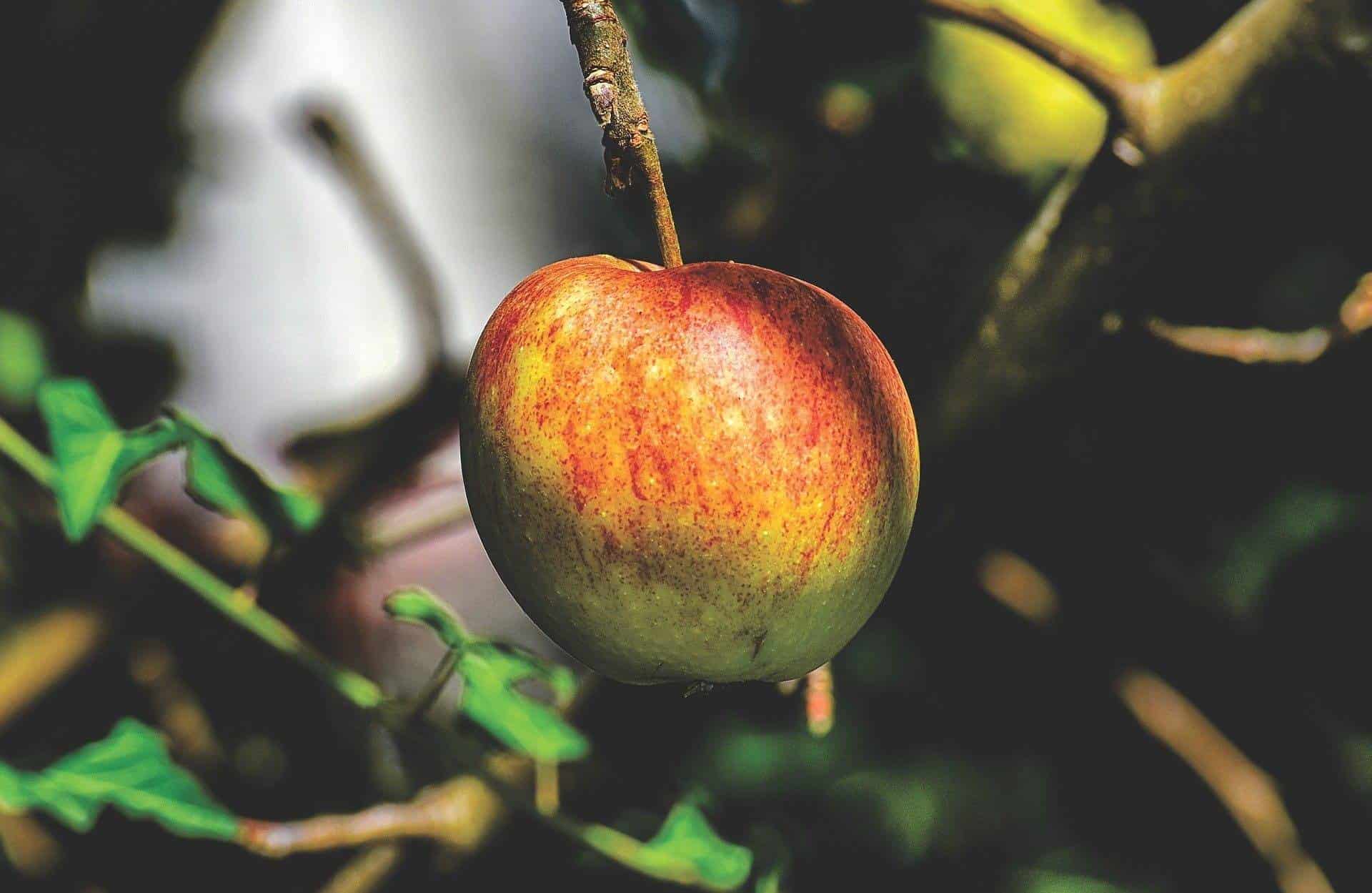 Jabłoń SKORPION Malus SKORPION 1