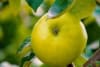 Jabłoń KOSZTELA - Stara i pyszna odmiana! Malus domestica Kosztela 1