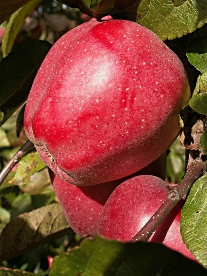 Jabłoń LOBO - jesienna i deserowa odmiana Jabłoni! Malus LOBO 7