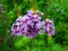 Werbena (Verbena) - fioletowa obficie kwitnąca Verbena 4