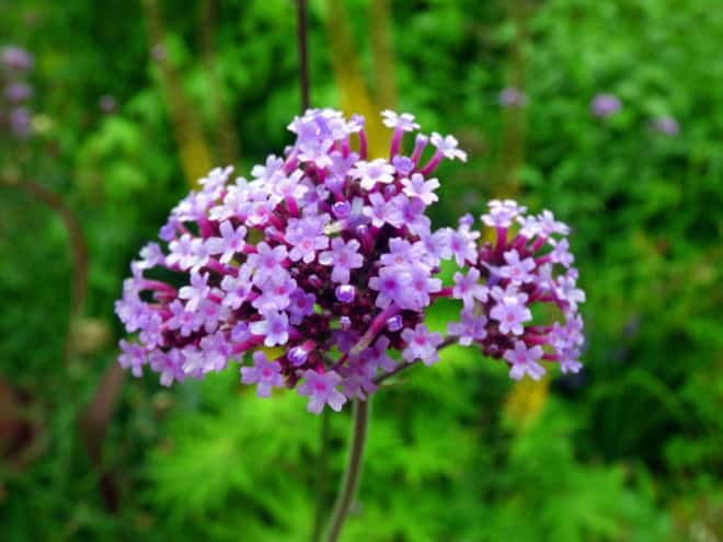 Werbena (Verbena) - fioletowa obficie kwitnąca Verbena 4