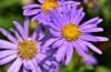 Aster krzaczasty Dunkle Schöne - fioletowy i niski Aster dumosum 'Dunke schone' 4