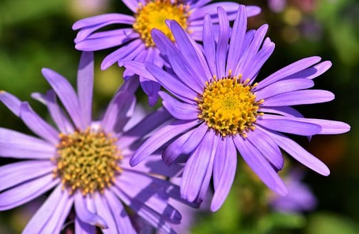 Aster krzaczasty Dunkle Schöne - fioletowy i niski Aster dumosum 'Dunke schone' 4