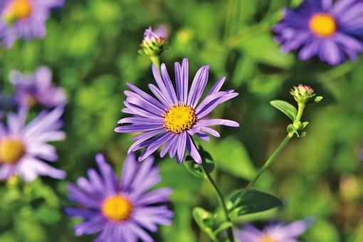 Aster krzaczasty Dunkle Schöne - fioletowy i niski Aster dumosum 'Dunke schone' 2