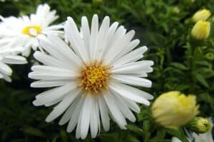 Aster nowobelgijski Schneeberg BIAŁY