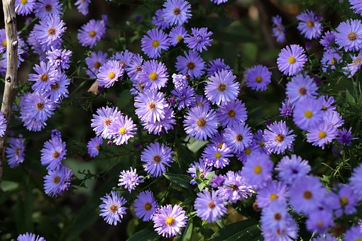 Aster krzaczasty Dunkle Schöne - fioletowy i niski Aster dumosum 'Dunke schone' 8