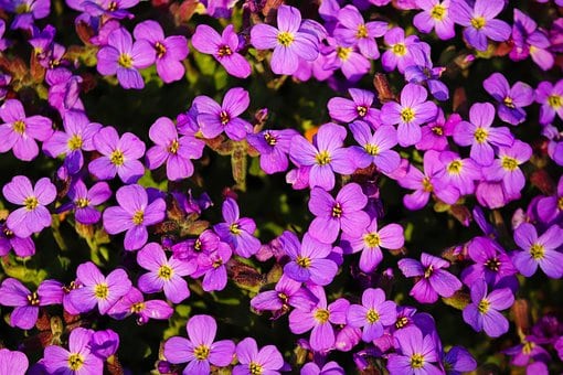 Żagwin Ogrodowy Audrey Blue Shades fioletowy dywan Aubrieta cultorum'Audrey blue shades' 8