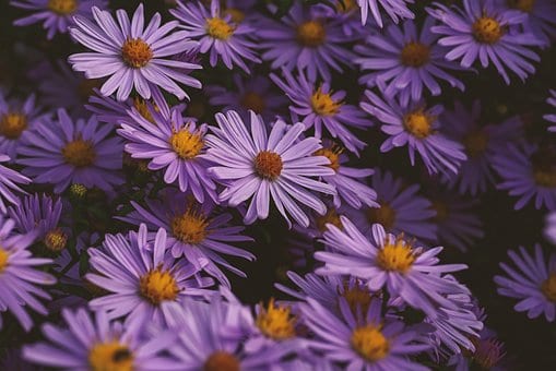 Aster krzaczasty Dunkle Schöne - fioletowy i niski Aster dumosum 'Dunke schone' 9