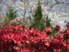 Azalia Japońska Maruschka - miniaturka czerwona Azalea japonica 'Marushka' 9