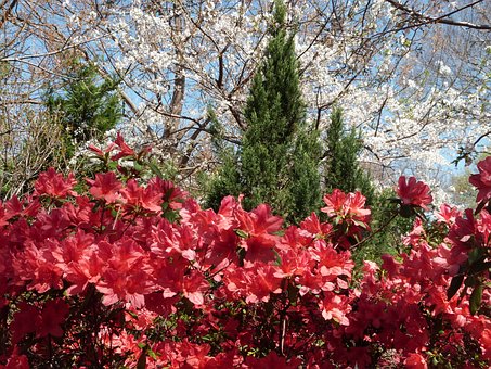 Azalia Japońska Maruschka - miniaturka czerwona Azalea japonica 'Marushka' 9