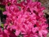 Azalia japońska Kermesina Rose - Intensywny róż Azalea japonica 'Kermesina Rose' 6