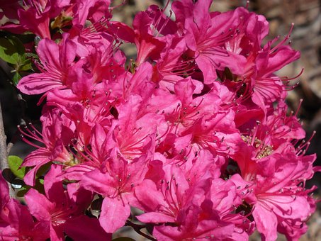 Azalia japońska Kermesina Rose - Intensywny róż Azalea japonica 'Kermesina Rose' 6