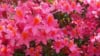 Azalia japońska Kermesina Rose - Intensywny róż Azalea japonica 'Kermesina Rose' 4