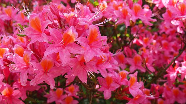 Azalia japońska Kermesina Rose - Intensywny róż Azalea japonica 'Kermesina Rose' 4