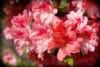 Azalia japońska Kermesina Rose - Intensywny róż Azalea japonica 'Kermesina Rose' 3