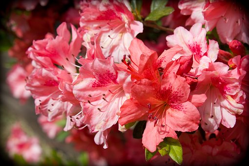 Azalia japońska Kermesina Rose - Intensywny róż Azalea japonica 'Kermesina Rose' 3
