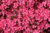 Azalia japońska Canzonetta - intensywny róż Azalea japonica 'Canzonetta' 5