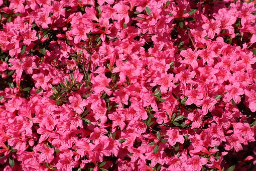 Azalia japońska Canzonetta - intensywny róż Azalea japonica 'Canzonetta' 5