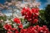 Azalia Japońska Evita- czerwony kwiat Azalea japonica 'Evita' 6