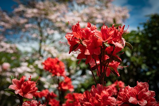 Azalia Japońska Evita- czerwony kwiat Azalea japonica 'Evita' 6