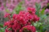 Azalia japońska Kermesina Rose - Intensywny róż Azalea japonica 'Kermesina Rose' 7