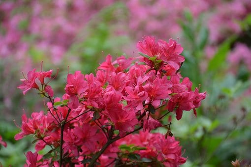 Azalia japońska Kermesina Rose - Intensywny róż Azalea japonica 'Kermesina Rose' 7