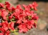 Azalia wielkokwiatowa Feuerwek - czerwona Azalea 'Feuerwerk' 4