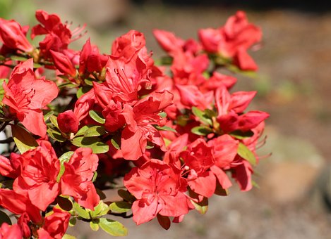 Azalia wielkokwiatowa Feuerwek - czerwona Azalea 'Feuerwerk' 4