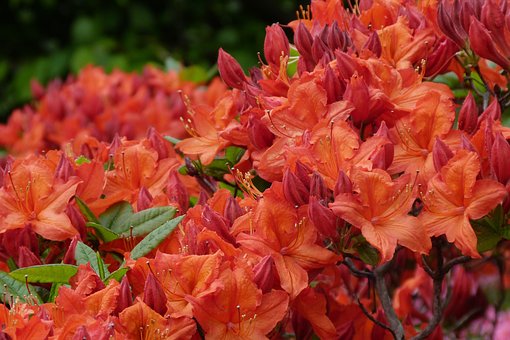 Azalia Wielkokwiatowa Gibraltar - pomarańczowa Azalea 'Giblartar' 4