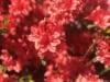 Azalia Crosswater Red - Piękna czerwień Azalea Crosswater Red 5