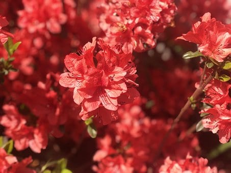 Azalia Crosswater Red - Piękna czerwień Azalea Crosswater Red 5