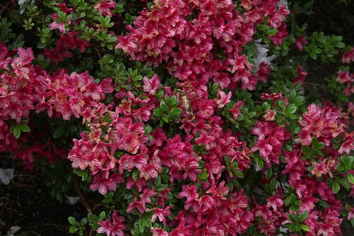Azalia Japońska Maruschka - miniaturka czerwona Azalea japonica 'Marushka' 6