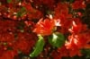 Azalia wielkokwiatowa Feuerwek - czerwona Azalea 'Feuerwerk' 5