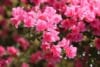 Azalia japońska Kermesina Rose - Intensywny róż Azalea japonica 'Kermesina Rose' 5