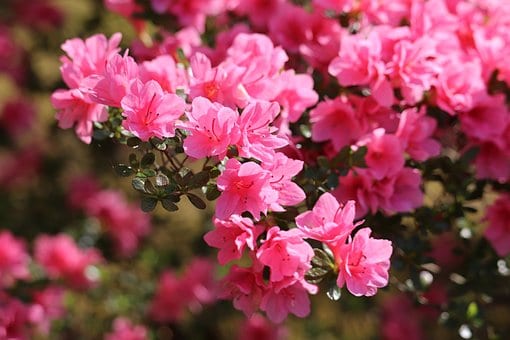 Azalia japońska Kermesina Rose - Intensywny róż Azalea japonica 'Kermesina Rose' 5