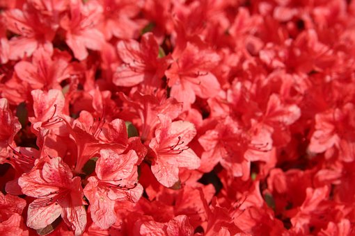 Azalia japońska Geisha Fumiko - pomarańczowo-czerwona Azalea japonica 'Geisha Fumiko' 2