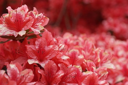 Azalia Crosswater Red - Piękna czerwień Azalea Crosswater Red 3